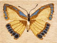 Butterfly - click to view larger image...