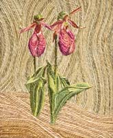 Lady Slipper - click to view larger image...