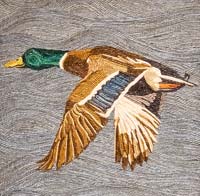 Mallard - click to view larger image...