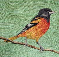 Oriole - click to view larger image...