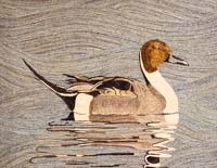 Pintail - click to view larger image...