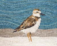 Plover - click to view larger image...