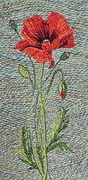 Poppy - click to view larger image...