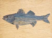 Striper - click to view larger image...