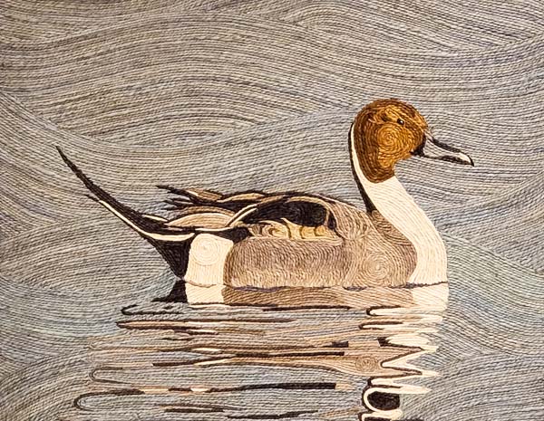 Pintail