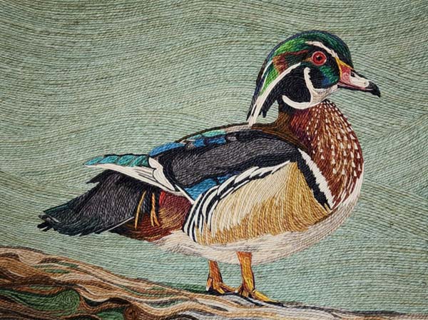 Wood Duck